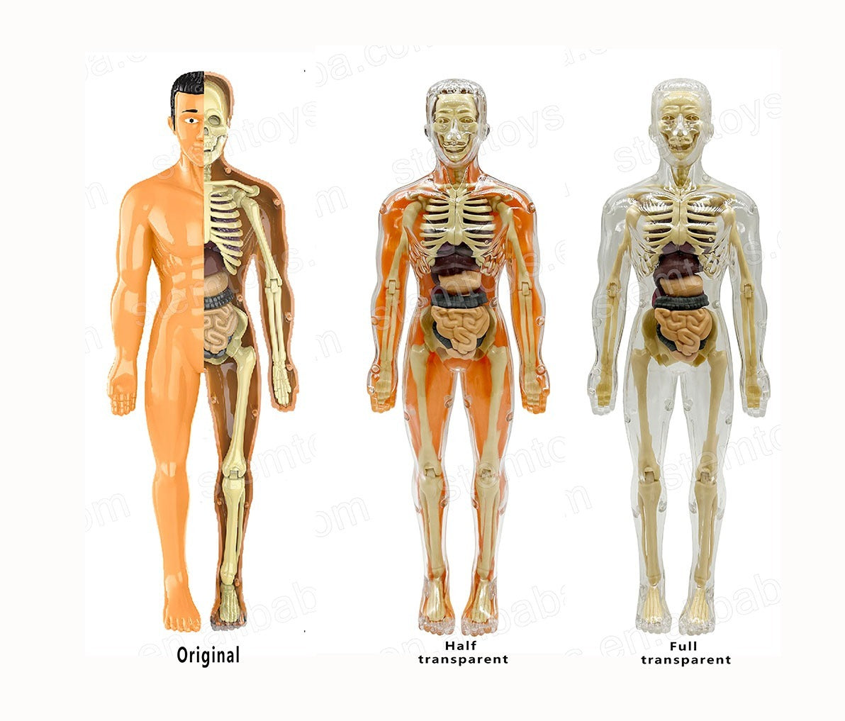 Jigsaw human Body Organ Model Toy Science Kit