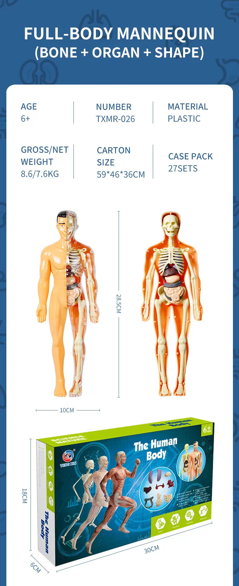 Jigsaw human Body Organ Model Toy Science Kit