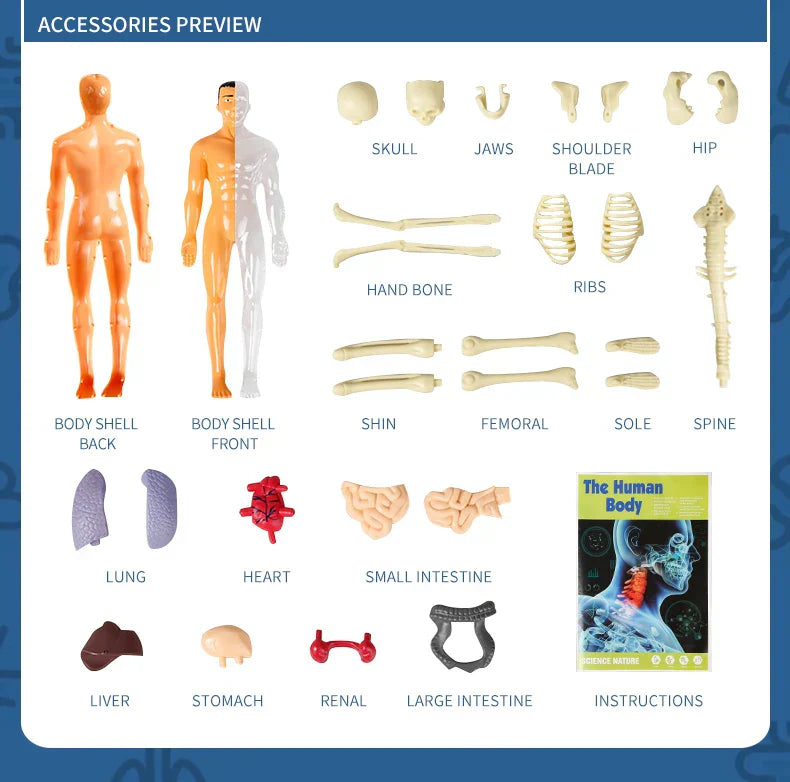 Jigsaw human Body Organ Model Toy Science Kit