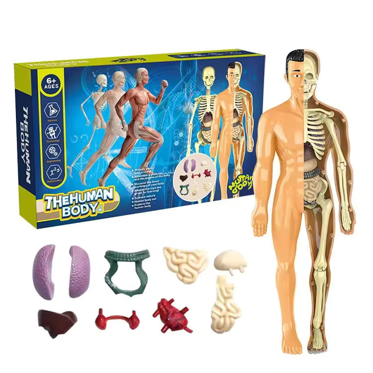 Jigsaw human Body Organ Model Toy Science Kit