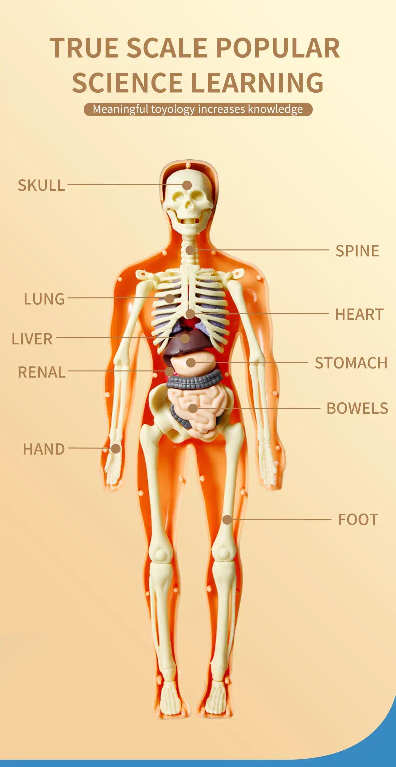 Jigsaw human Body Organ Model Toy Science Kit