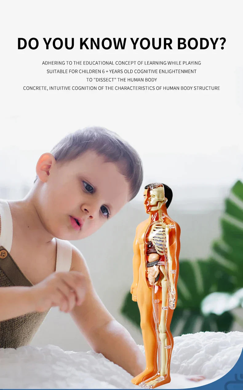 Jigsaw human Body Organ Model Toy Science Kit