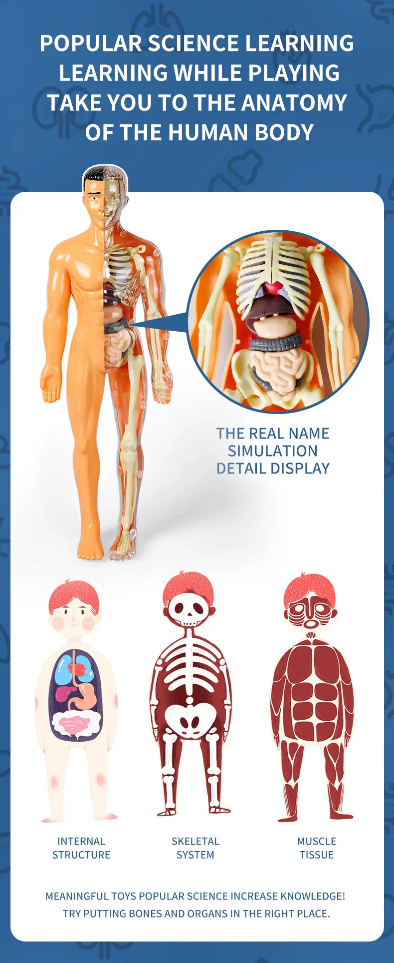 Jigsaw human Body Organ Model Toy Science Kit