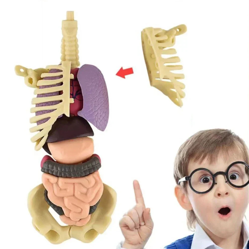 Jigsaw human Body Organ Model Toy Science Kit