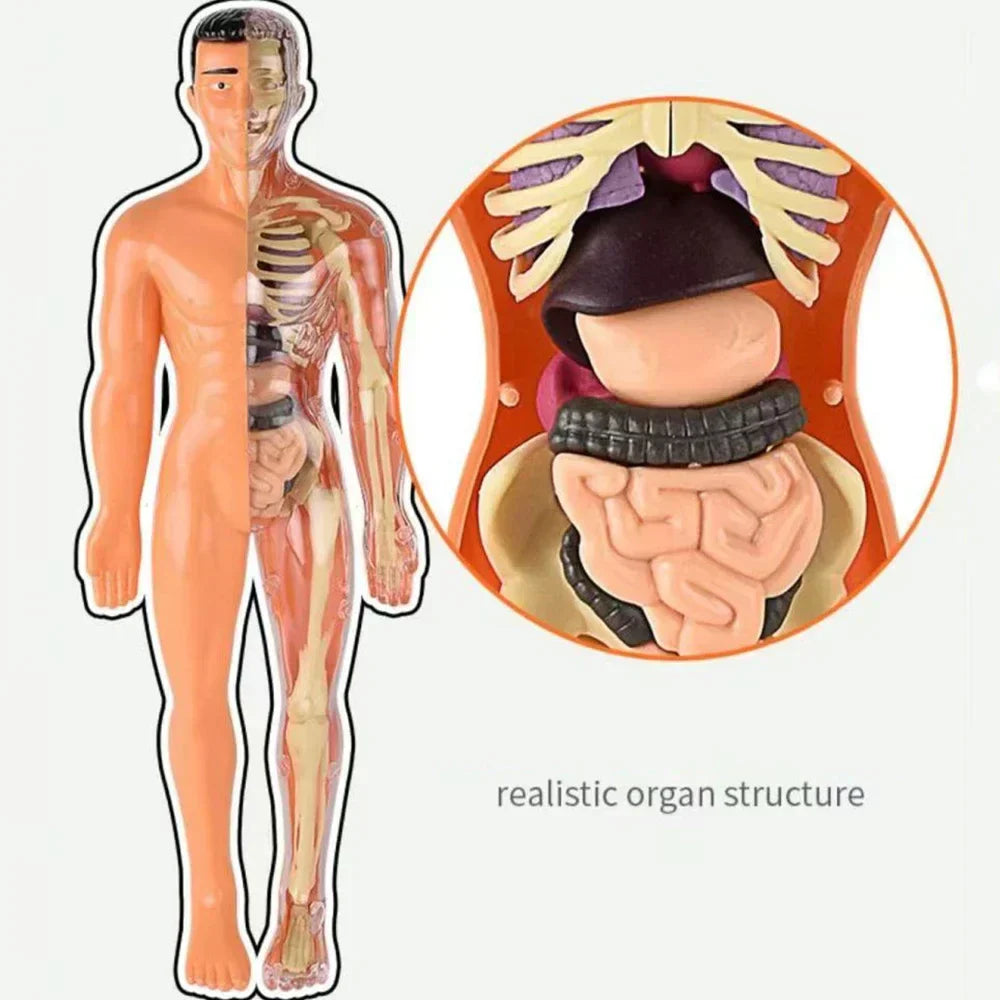 Jigsaw human Body Organ Model Toy Science Kit