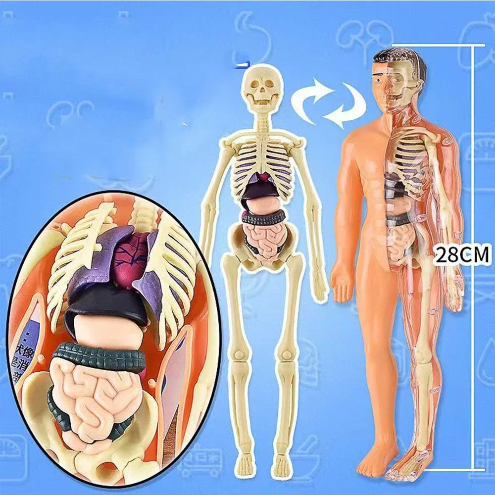 Jigsaw human Body Organ Model Toy Science Kit