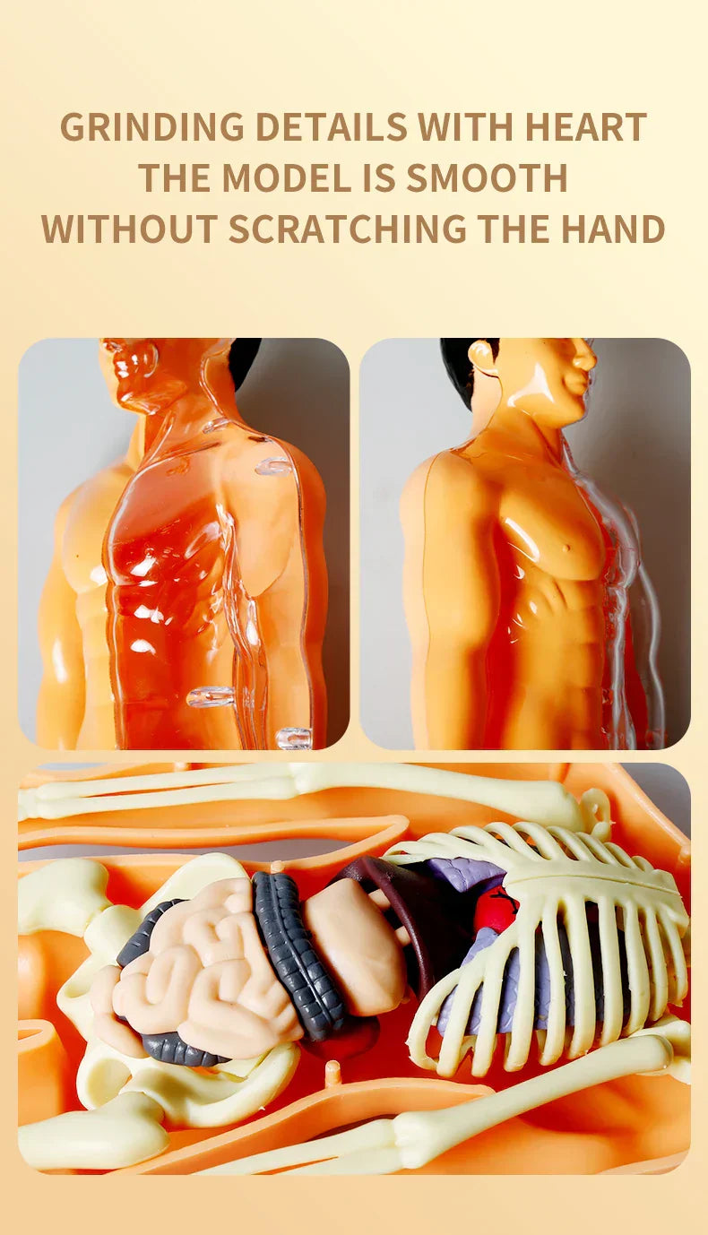 Jigsaw human Body Organ Model Toy Science Kit