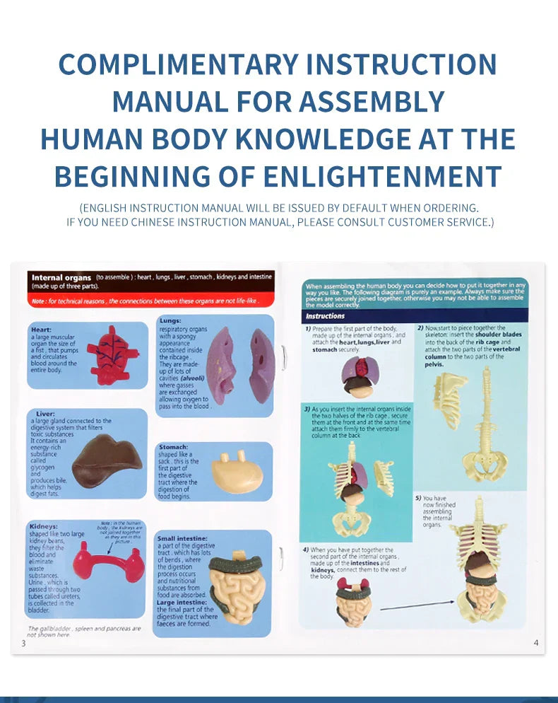 Jigsaw human Body Organ Model Toy Science Kit