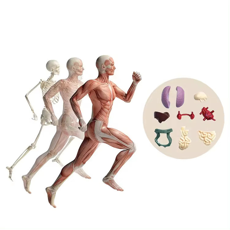 Jigsaw  human Body Organ Model Toy Science Kit